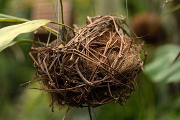  nest housed in artificial greenhouse against foliage