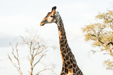 Female Giraffe in sunshine head and neck shot in africa