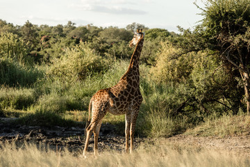 Female Giraffe looking away in the distance in front of green bushes in africa