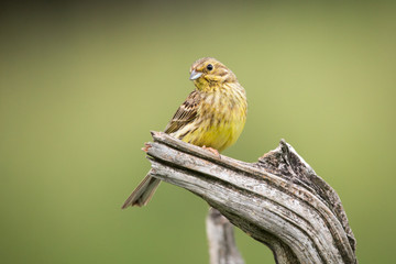 Yellowhammer (Emberiza citrinella).Bird sitting on a branch with green background. Wildlife scenery, Slovakia, Europe.