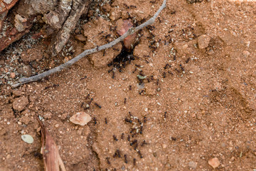 Harvester Ants in Africa