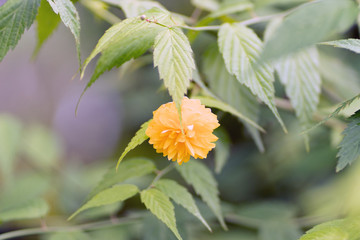 macro photo of orange flower against foliage