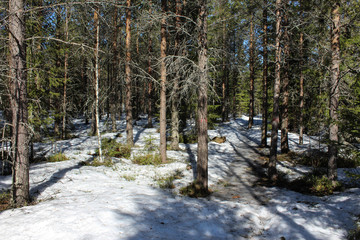 Boreal forest path, Björnlandet National Park, in sweden during winter. Ground is covered with snow