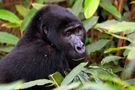 Mountain Gorilla (Gorilla beringei beringei) in Bwindi Impenetrable National Park, Uganda