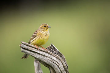 Yellowhammer (Emberiza citrinella).Bird sitting on a branch with green background. Wildlife scenery, Slovakia, Europe.
