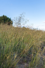 Fototapeta premium Yellowed herbs at the beginning of summer