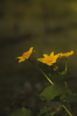Gelbe Wildrose