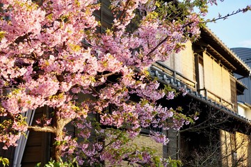 Fototapeta na wymiar 川越の桜