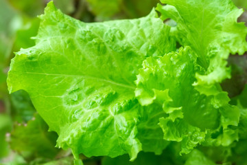fresh green Batavia salad close up