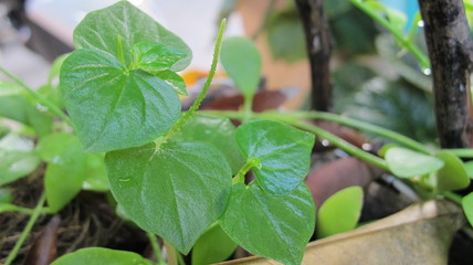 Peperomia, (Peperomia pellucida) Weeds, succulent plants, in Thailand (Thai name is Krasang ) Used as a herbal treatment for blood pressure