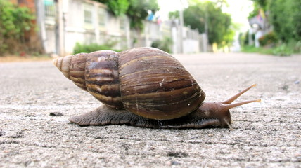 Snail crawling along are walking on the cement road, (Helix pomatia,Roman snail, Burgundy snail) morning, Show movement slowly