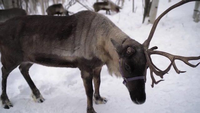 Slow Motion: Close Up of Alaskan Reindeer Missing Half of Rack, Fairbanks, Alaska