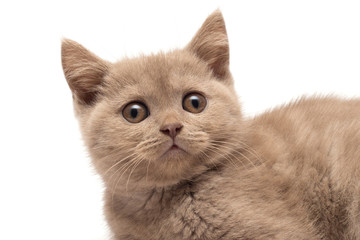 Beautiful gray little kitten. British cat, isolated on white background