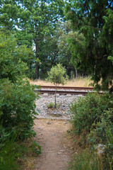 Young oak near railroad