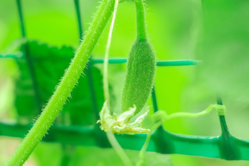 small green cucumber close-up agriculture