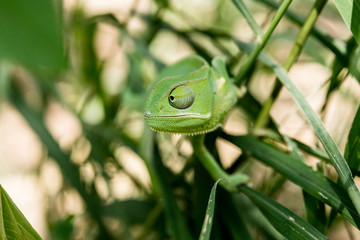 green flap-necked chameleon head sideview