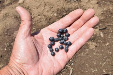 Green soybeans cultivation / Green soybeans salt boiled is very good for beer snacks.