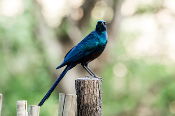 Meeves Starling perching 