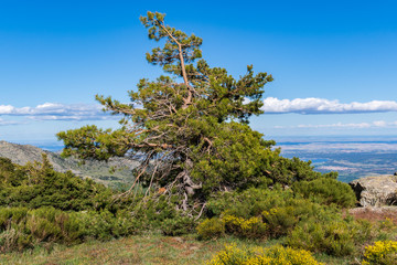 Fototapeta na wymiar A pine tree on top of a mountain