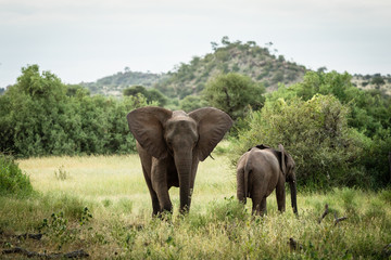 Fototapeta na wymiar African elephant mom with baby feeding in the bush