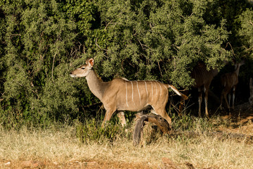 Female Kudu walking in the african bush