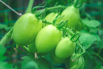 green tomatoes closeup growing vegetables