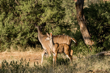Female kudu with her offspring in the african bush