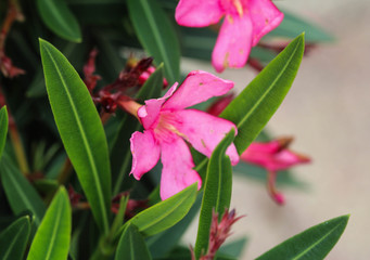 Nerium oleander flower, most commonly known as nerium or oleander, blooming in spring in the garden