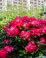 Beautiful bright colors of the city, landscaping and flower decoration of the city landscape