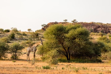 Giraffe feeding in africa on a tree