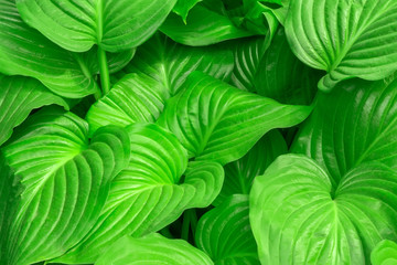 host plant in the garden ornamental plant