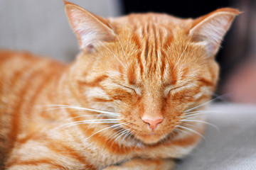 Shorthair red-haired striped beautiful cat lies on a beige chair at home on a summer day and sleeps