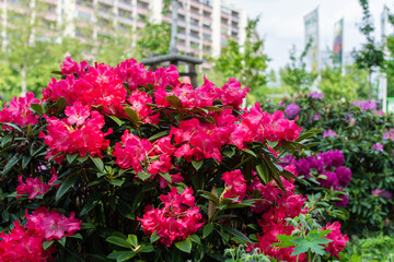 Fototapeta na wymiar Beautiful bright colors of the city, landscaping and flower decoration of the city landscape