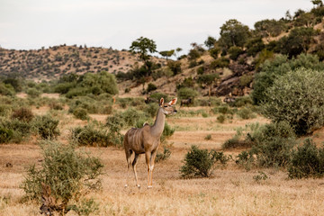 One female Kudu with her ears up listening in the african bush