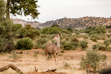 Female Kudu listens to the african savannah bush