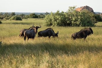 Blue Wildebeest herd, Gnu, Brindled Gnu