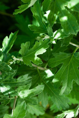 green. branches and leaves summer