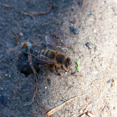bee close up on the ground. grains of sand