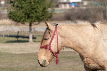 Life in the countryside can not be imagined without a horse 