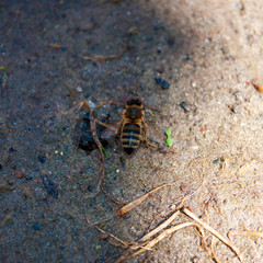 bee close up on the ground. grains of sand