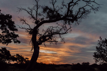 African tree during sunset orange sky