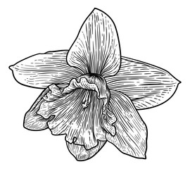 A daffodil spring flower illustration in a woodcut etching retro style - obrazy, fototapety, plakaty