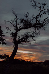 African Tree during sunset with beautiful sky