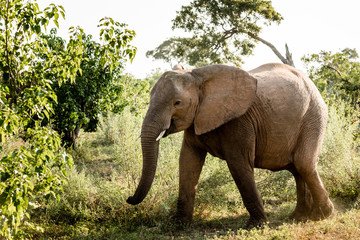 Fototapeta premium African Elephant walking 