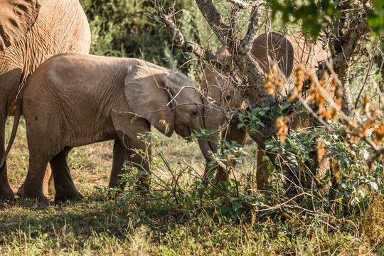 Baby elephant with his family in africa