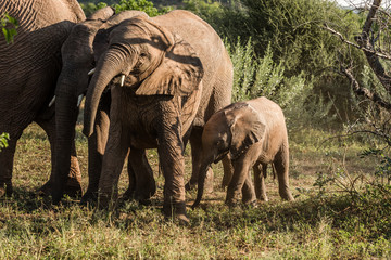Baby elephant with its family herd and siblings in africa