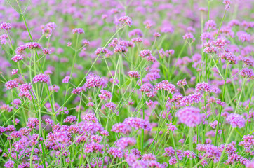 Purple flower, Verbena flower field.