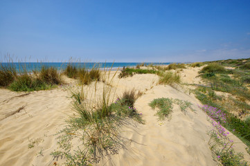 The sandy landscape of Marismas del Odiel National Park in Andalusia, Spain