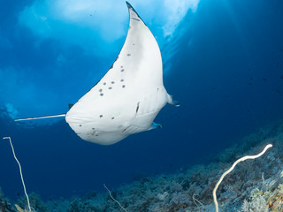 Sealife Tubbataha Reef (Philippines)