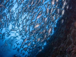Sealife Tubbataha Reef (Philippines)